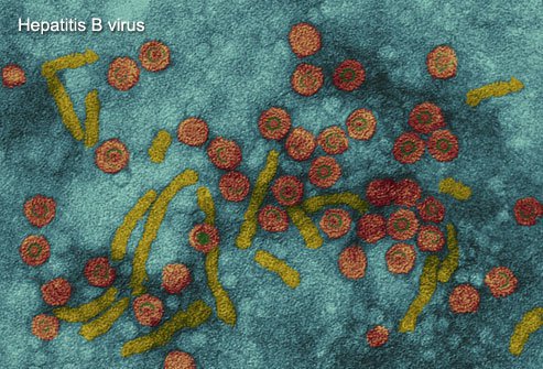 hbv
