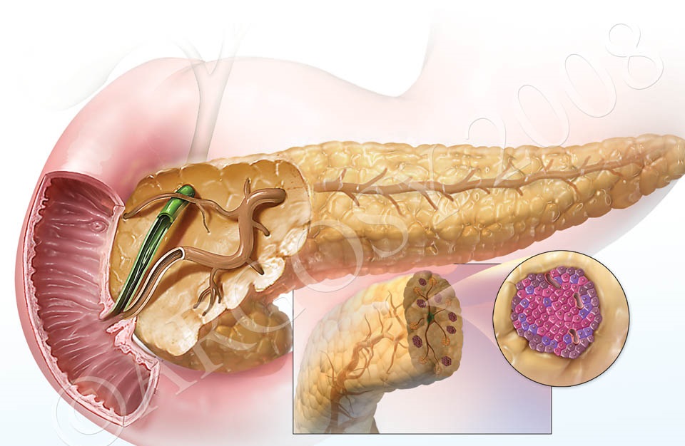 pancreas