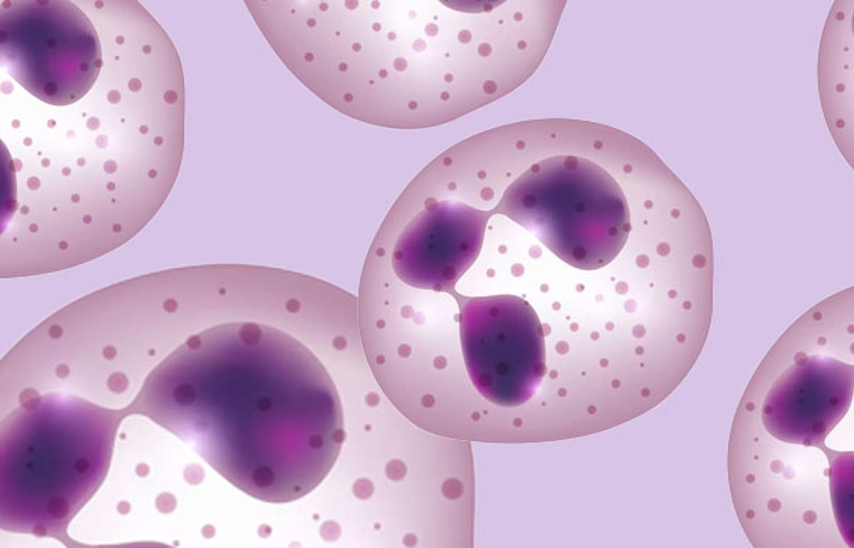 neutrophil