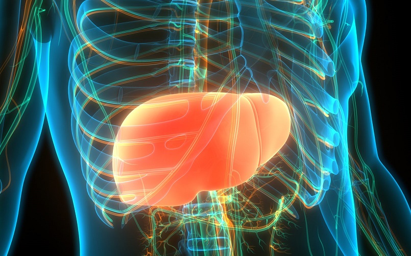 liver