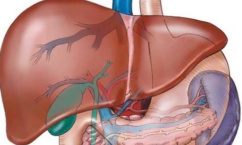 liver