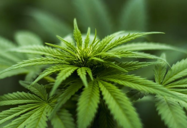cannabis